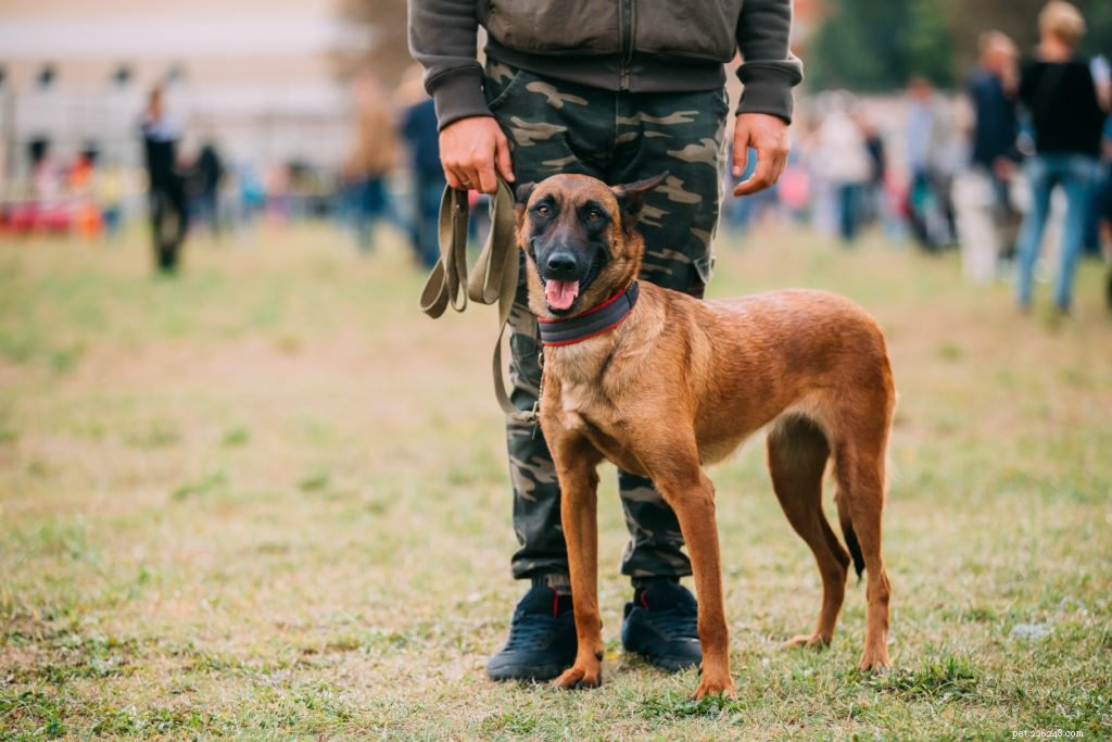 Celebrate National Dog Day: 8 Reasons to Honor Your Loyal Companion Today & Every Day