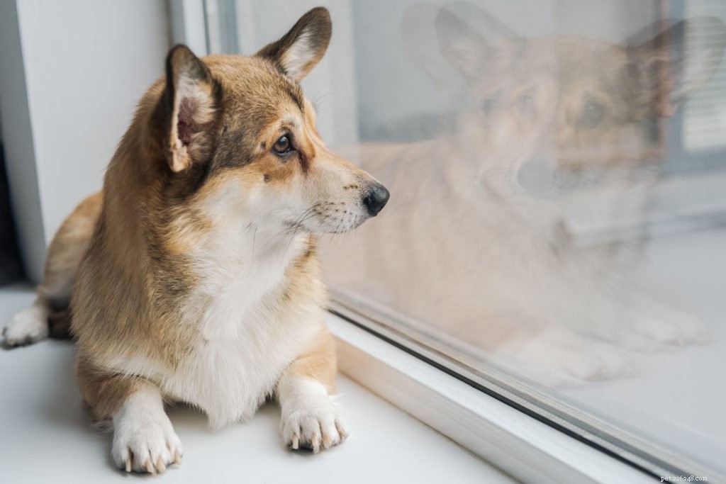 Design a Feeding Plan that Matches Your Dog’s Size, Energy, and Lifestyle