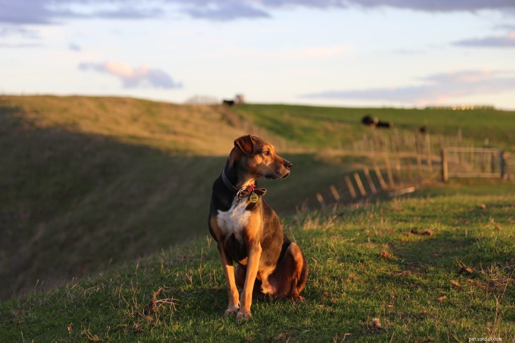 Celebrate National Dog Day: 8 Reasons to Honor Your Loyal Companion Today & Every Day