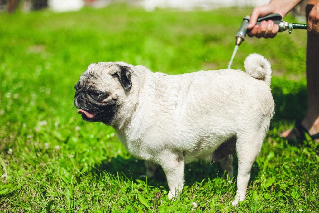 Keeping Your Heat-Sensitive Pets Safe: Expert Tips for Summer Care