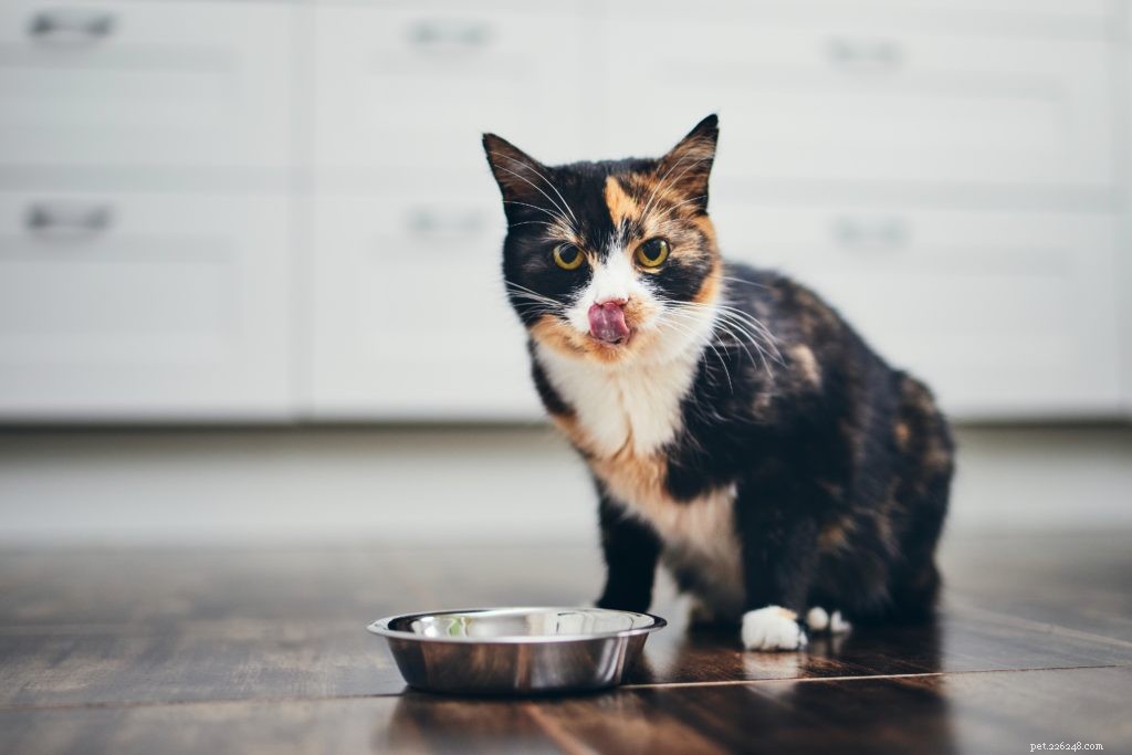 Decoding Pet Food Labels: How Quality Ingredients Foster Healthy, Happy Pets