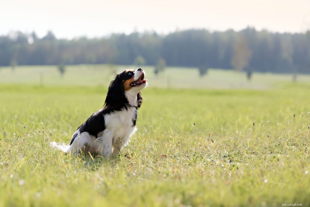 Decoding Pet Food Labels: How Quality Ingredients Foster Healthy, Happy Pets