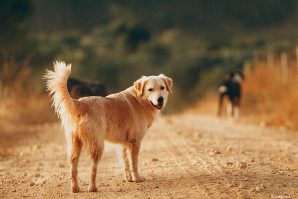 5 Essential Habits New Pet Parents Should Adopt for a Healthy, Happy Companion