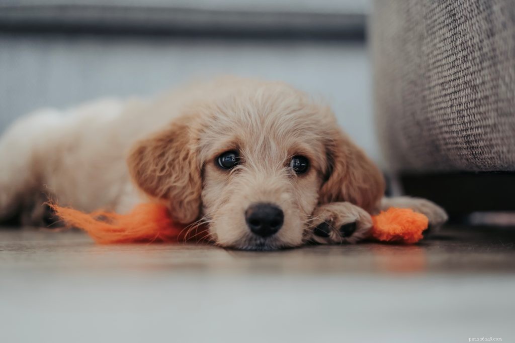 The 5 Best Puppy Training Products Every Owner Needs