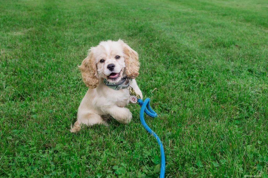 The 5 Best Puppy Training Products Every Owner Needs