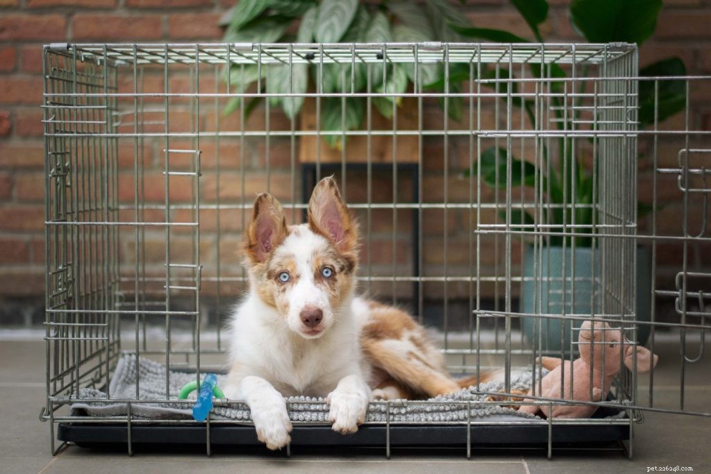 The 5 Best Puppy Training Products Every Owner Needs