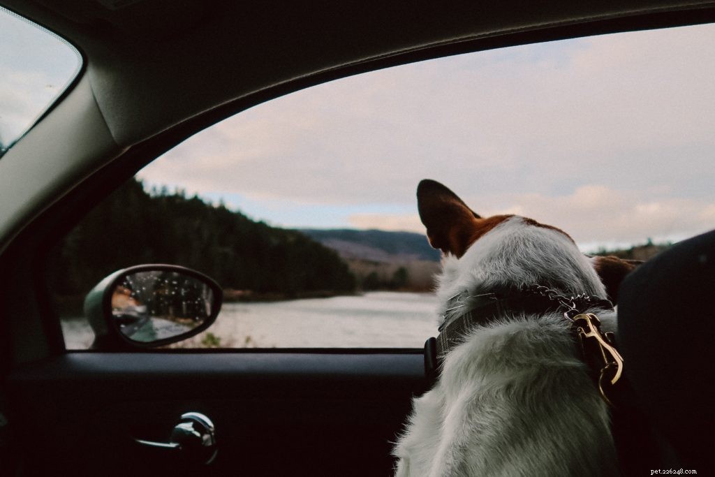 Prepare for Winter Vacations: National Pet Travel Safety Day Tips for Safe Journeys
