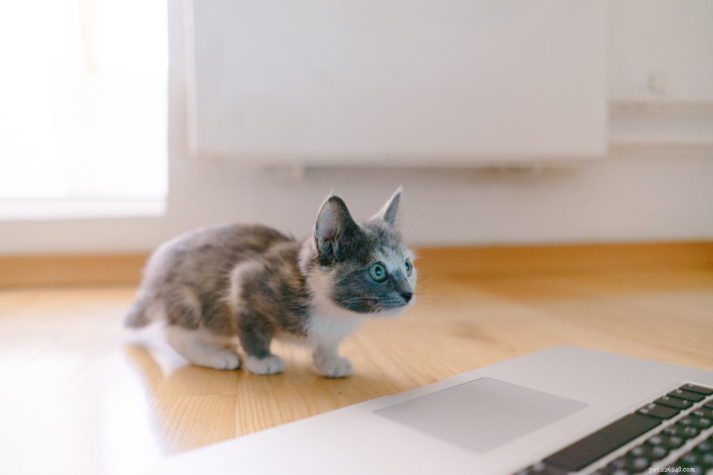 Top Pet TikTok Accounts Every Pet Lover Should Follow