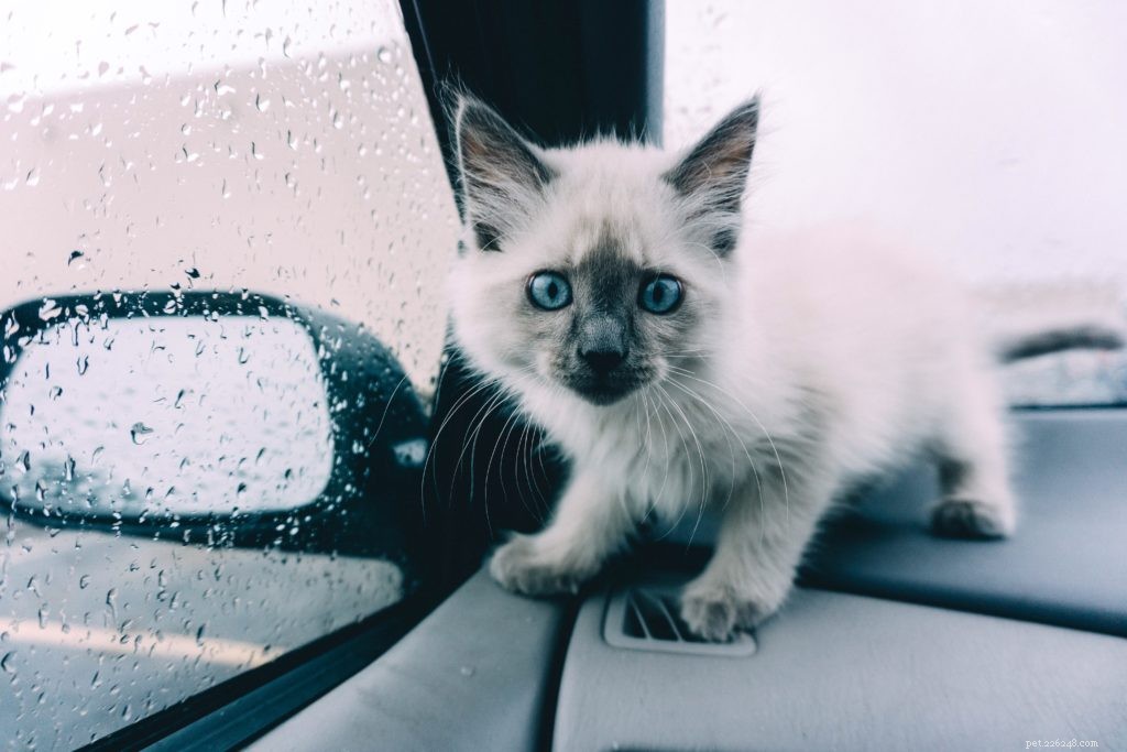 Prepare for Winter Vacations: National Pet Travel Safety Day Tips for Safe Journeys
