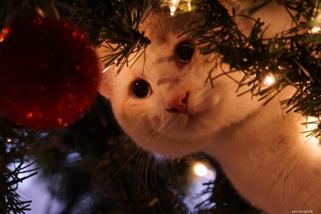 Safeguard Your Home & Pets This Holiday Season: Pet-Proofing Decorating Tips