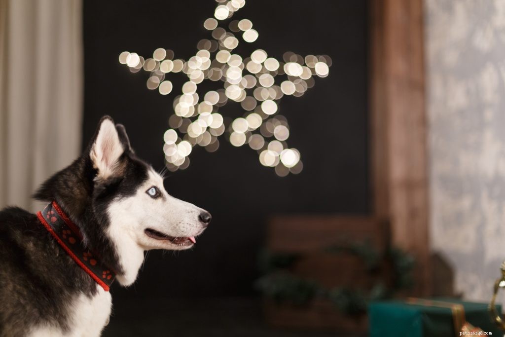 Safeguard Your Home & Pets This Holiday Season: Pet-Proofing Decorating Tips