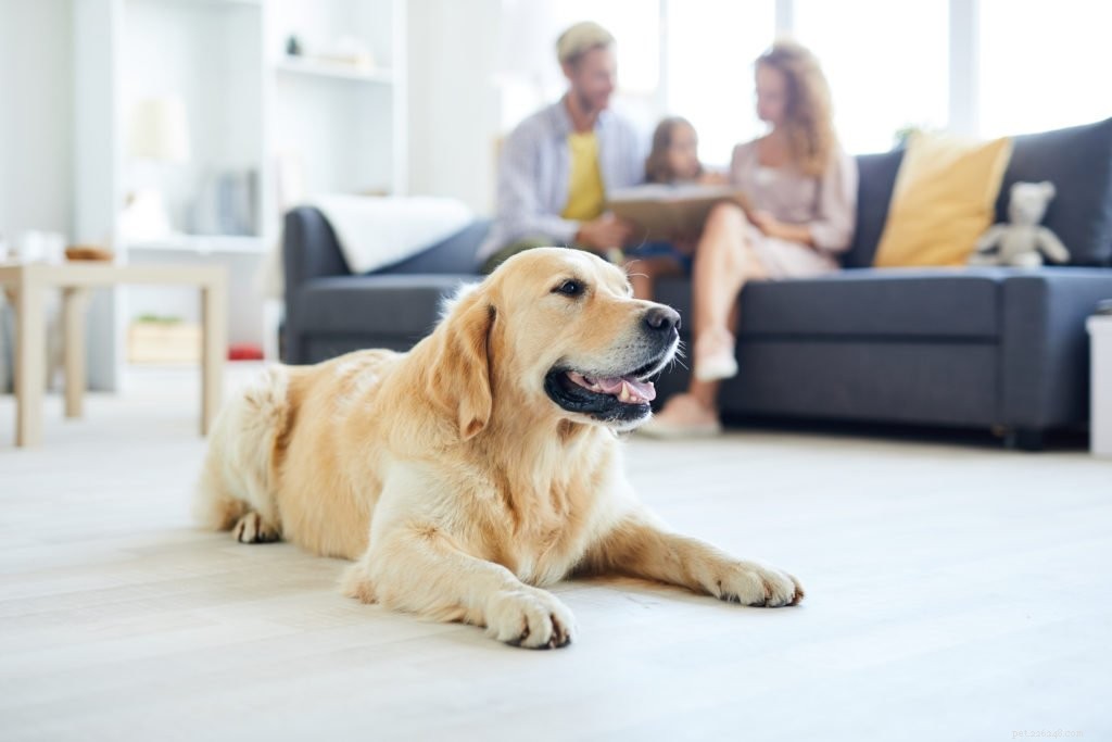 Can Pets Eat Human Food at Thanksgiving? Safe Tips & Alternatives