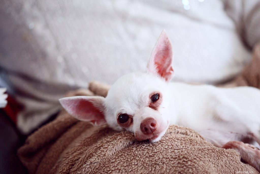Create a Comfortable Home for Your Aging Pet: Simple, Safe, and Affordable Adjustments
