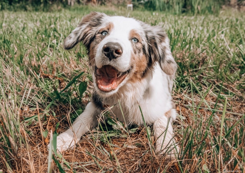What to Expect When Switching Your Pet to Fresh Food