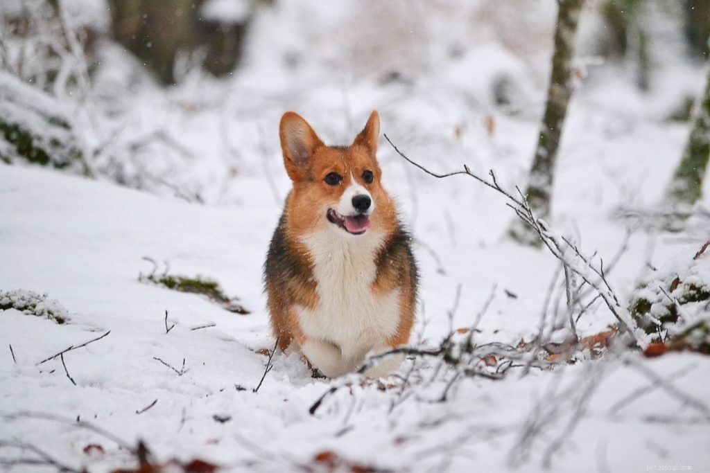 How to Safely Prepare Your Pet for Winter: Expert Tips & Care Advice