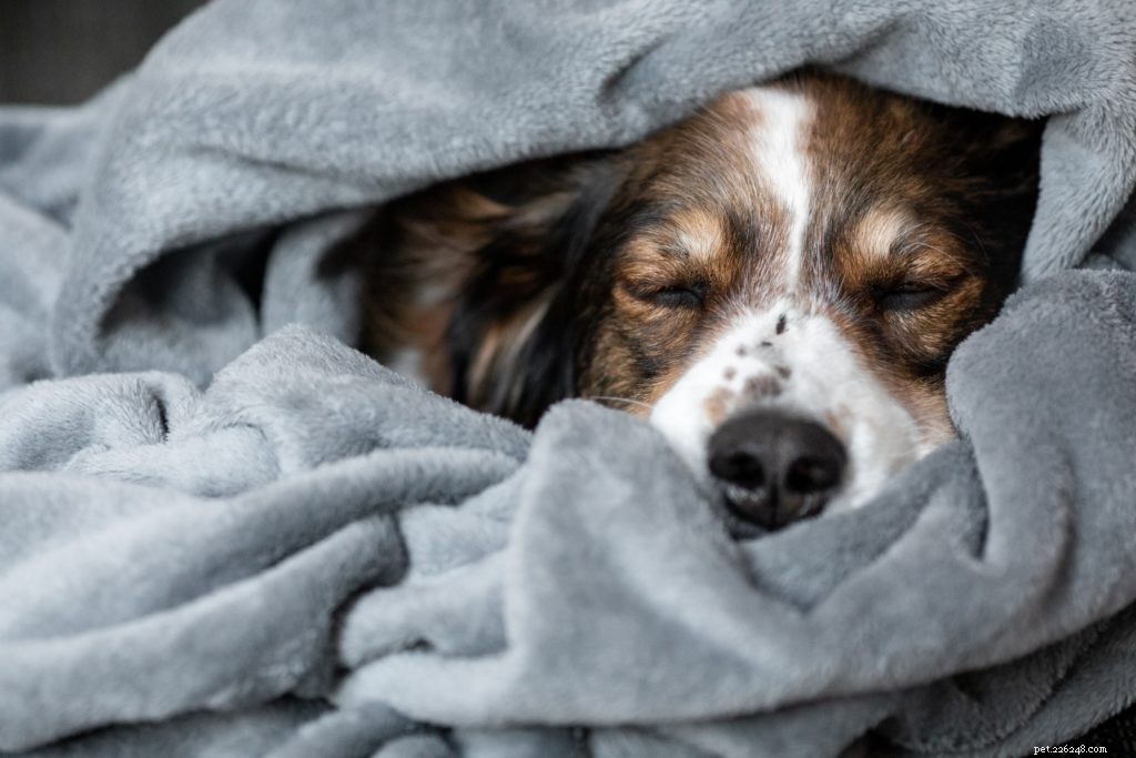 How to Safely Prepare Your Pet for Winter: Expert Tips & Care Advice