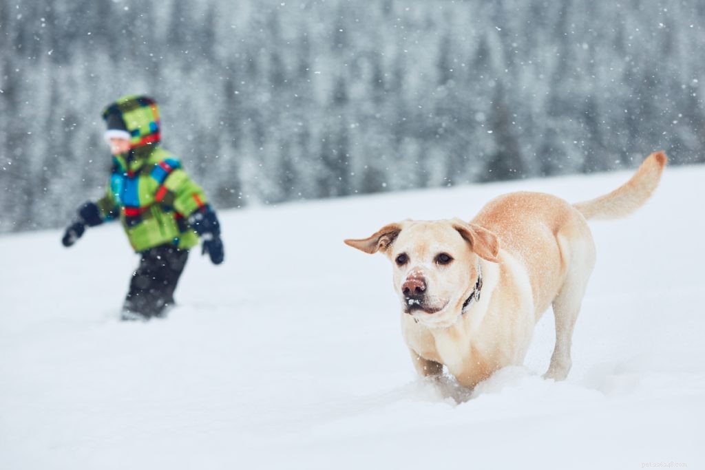 How to Safely Prepare Your Pet for Winter: Expert Tips & Care Advice