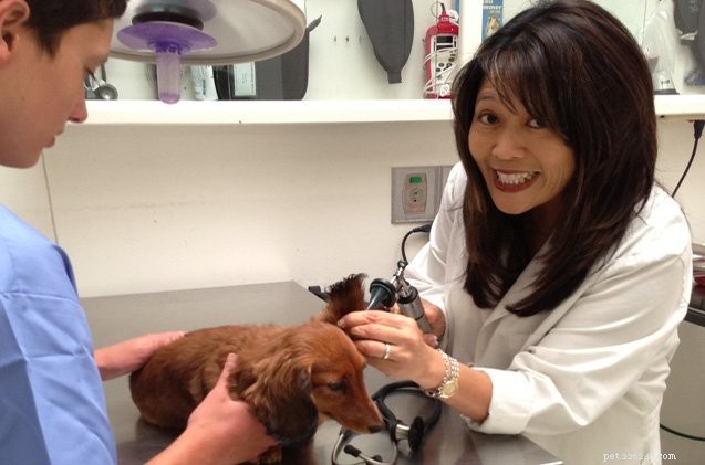 5 Expert-Backed Tips for Choosing Safe Dog Treats
