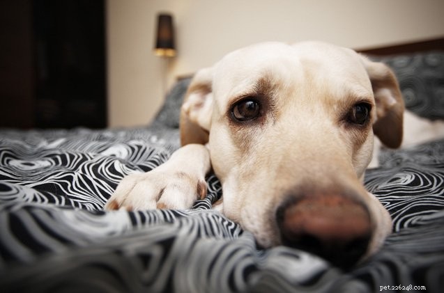 5 Proven Strategies to Ease Your Dog’s Separation Anxiety