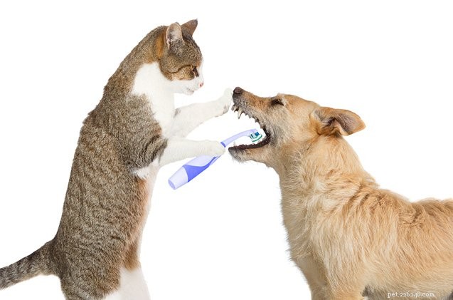 Debunking 4 Common Myths About Your Dog s Dental Health