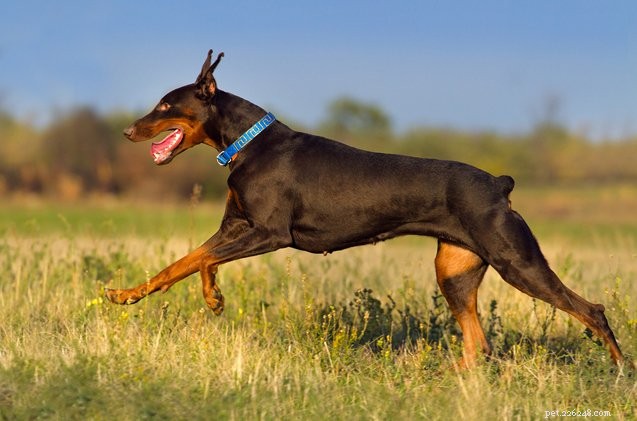 Tail Docking in Dogs: History, Purpose, and Ethical Considerations