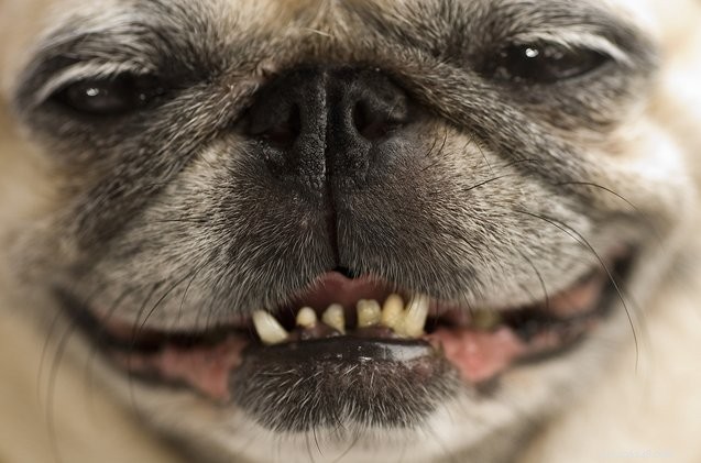 Understanding Common Periodontal Diseases in Dogs: Prevention, Symptoms, and Care