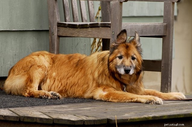 Providing Compassionate Palliative Care for Senior Dogs: A Guide for Pet Parents
