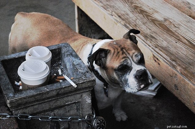 The Impact of Second‑Hand Smoke on Your Dog s Health