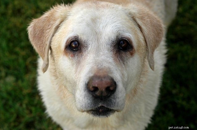 Senior Dog Nutrition: Expert Guide to Supplements and Diet