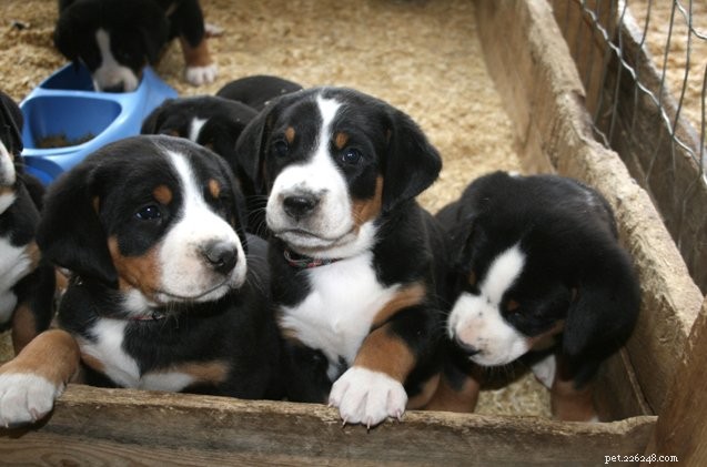 Unveiling the Truth: Debunking Myths About Spaying and Neutering Your Dog