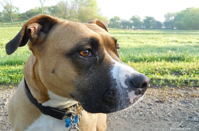 Understanding Dog Eye Discharge: Causes, Symptoms, and When to Seek Veterinary Care