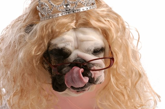 The Shocking Reality of Cosmetic Surgery for Dogs: What You Should Know