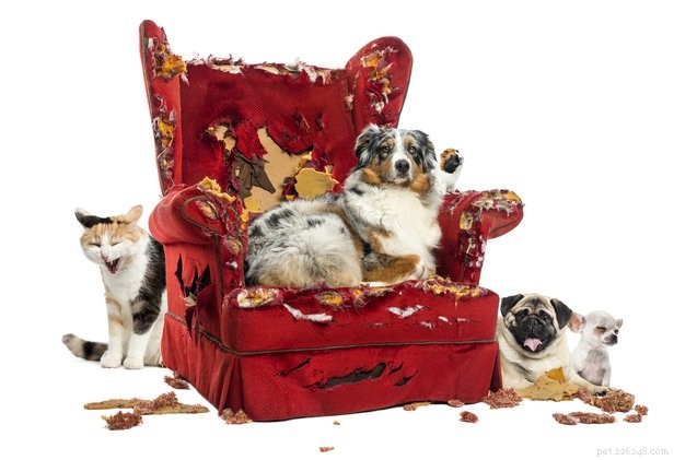 Do Pet Pheromone Plug‑Ins Truly Calm Your Furry Friend? An Evidence‑Based Review