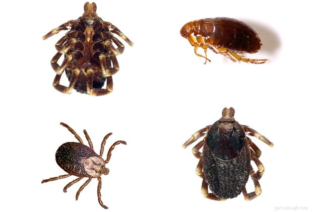 Debunking Flea & Tick Myths: What Works, What Doesn’t