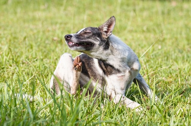 Protect Your Dog from Mosquito Bites: Health Risks Explained