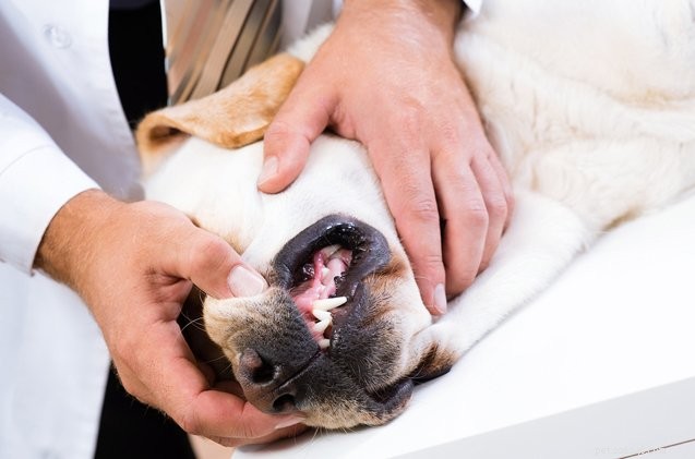 Dog Tooth Fracture: Immediate Steps to Care & Prevention