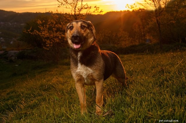 Understanding Hybrid Vigor in Dogs: Benefits, Risks, and the Truth About Designer Breeds