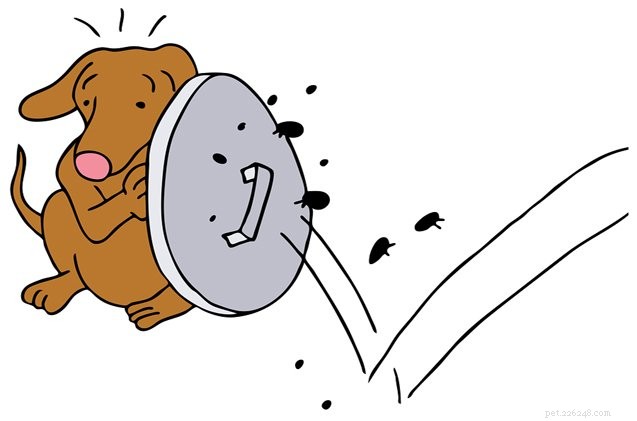 Identify the Most Common Dog Fleas: A Pet Owner’s Guide