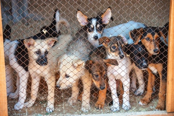 10 Red Flags That Your Dog Was Born in a Puppy Mill