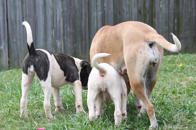 Dog Tail Secrets: What Your Pup s Tail Really Says
