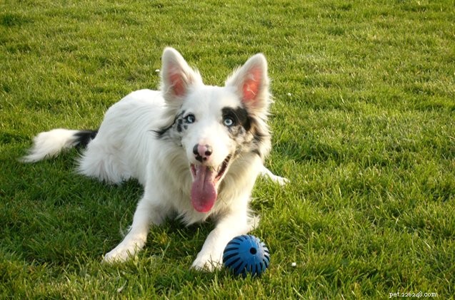 Understanding Double Merle Dogs: Health Risks and Genetic Insights