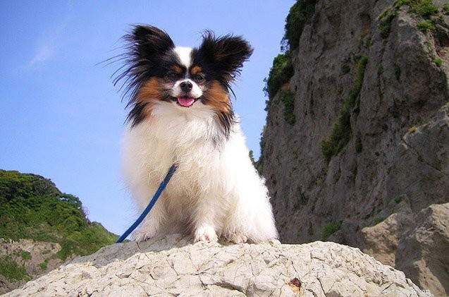 The Complete Guide to Detecting and Treating Ear Mites in Dogs