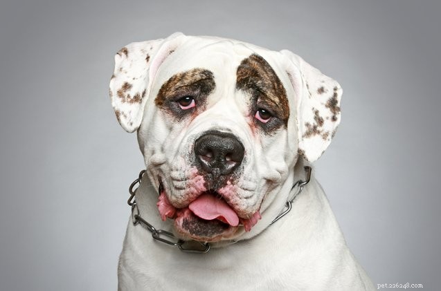 Managing Hearing Loss in Senior Dogs: Tips for Communication and Care