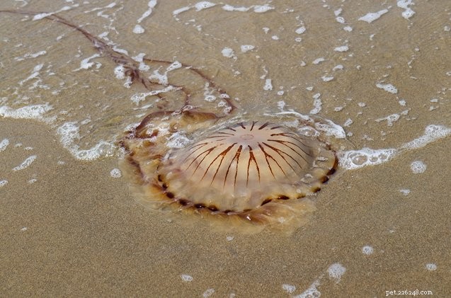 How to Treat a Jellyfish Sting on Your Dog: Quick, Safe Steps