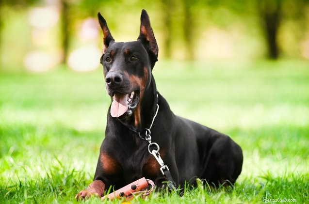 Study Spurs Movement Against Tail Docking and Ear Cropping in Dogs