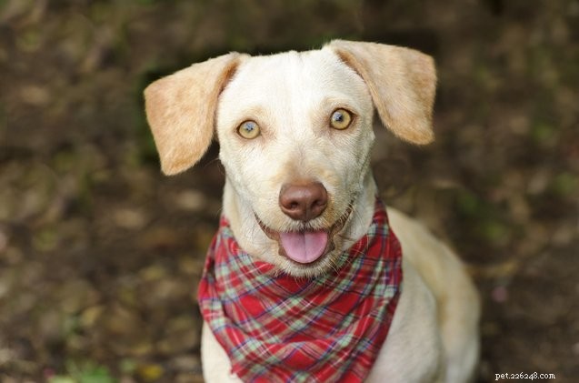 Can Dogs Benefit From Detox Programs? A Veterinary Perspective