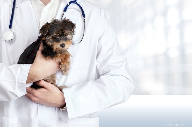 Compassion Fatigue in Animal Care: Hidden Risks and How to Protect Workers