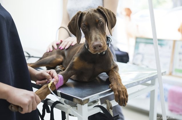 Facing a Huge Vet Bill? Practical Steps to Manage Your Dog’s Medical Costs