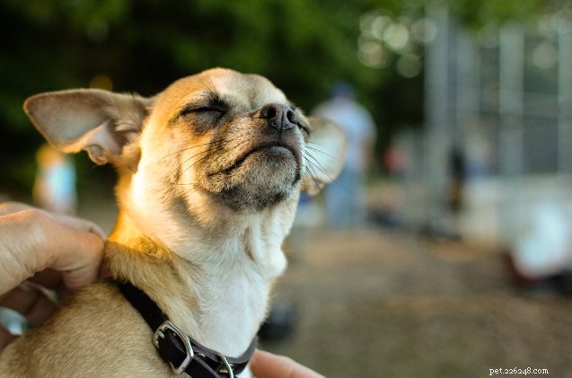 Seasonal Allergies in Pets: Causes, Symptoms, and Prevention Tips
