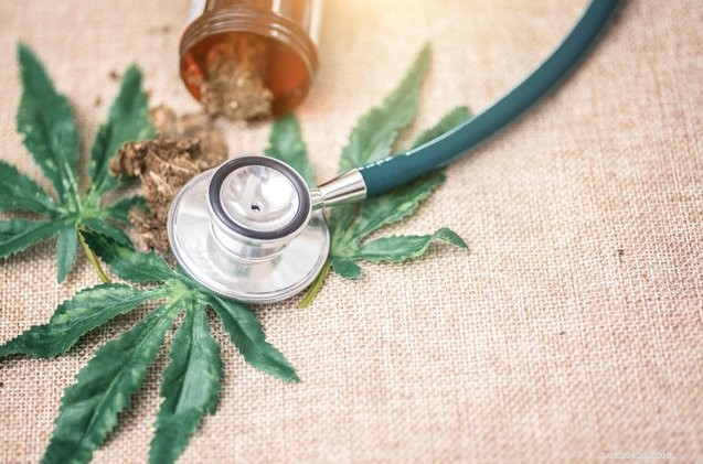 California Vets Seek Permission to Prescribe Medical Cannabis for Pets